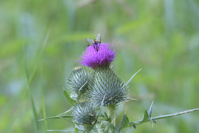 Close-up of thistle on plant