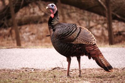 Close-up of turkey on field
