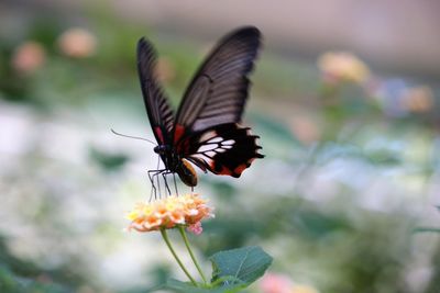 Close-up of butterfly pollinating on flower