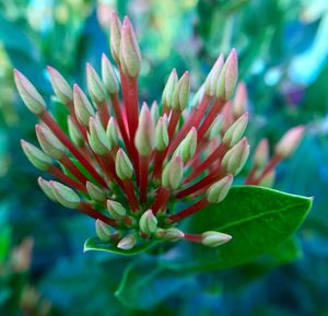 Close-up of flowering plant