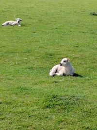 Monkeys on grass