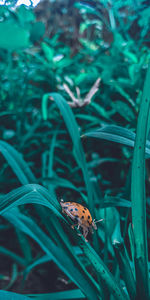 Close-up of insect on grass