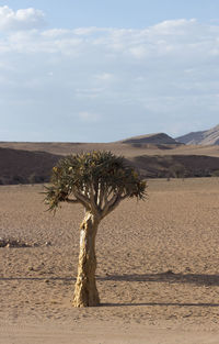 Tree in desert against sky