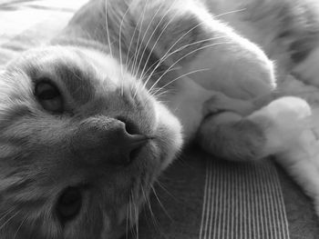 Close-up of cat resting at home