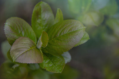 Close-up of green leaves