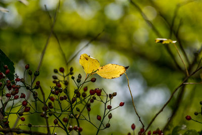 Close-up of yellow autumn leaf on tree