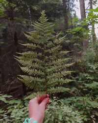 Close-up of hand holding leaf in forest