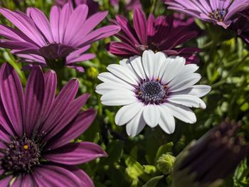 Close-up of purple flowers