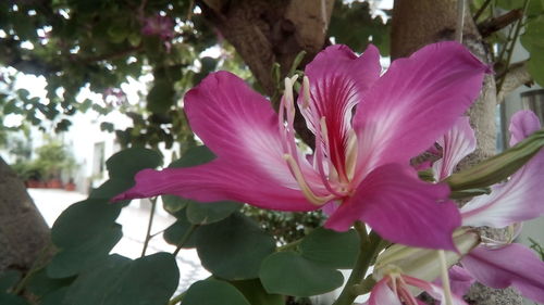 Close-up of pink flower growing on plant