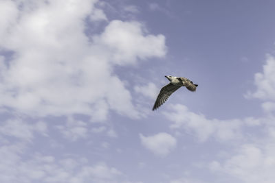 Low angle view of seagull flying in sky