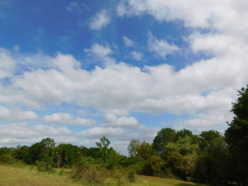 Scenic view of trees against sky