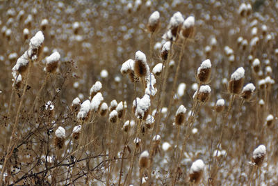 Close-up of frozen plants on field