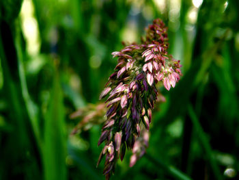 Close-up of pink flowering plant