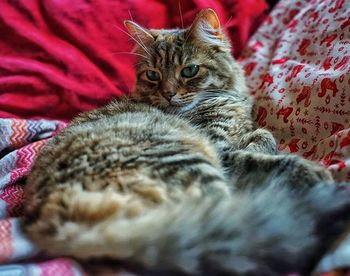 Close-up portrait of cat