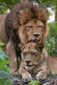 Portrait of lion and lioness relaxing outdoors