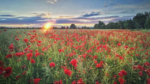 Scenic view of field against sky during sunset