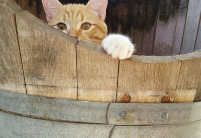 Close-up of kitten on wood
