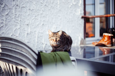 Cat sitting on window