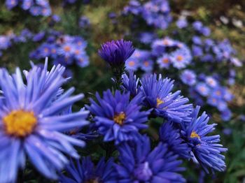 Close-up of purple flowering plants