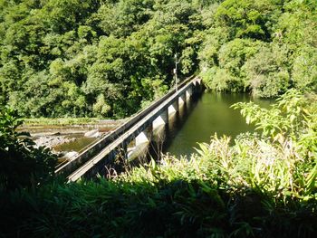 Bridge over river amidst trees in forest