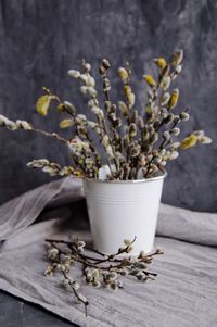 Close-up of potted plant on table