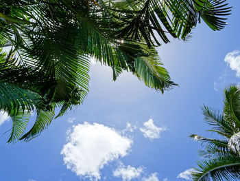 Low angle view of palm tree against sky