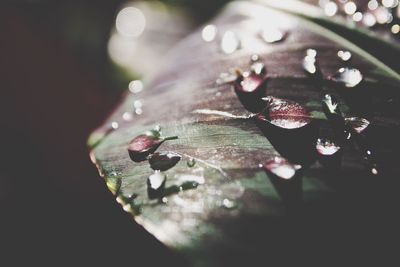 Water drops on leaf