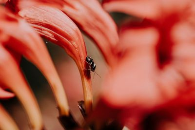 Close-up of bee on red flower