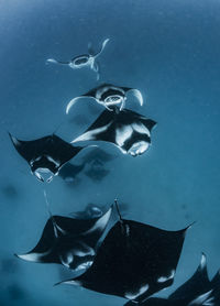 School of manta rays in baa atoll, maldives