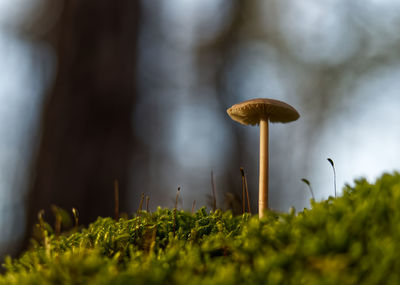 Close-up of mushroom growing on land