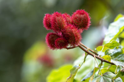 Close-up of pink flower