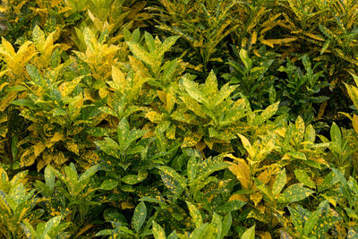 Close-up of fresh green plants