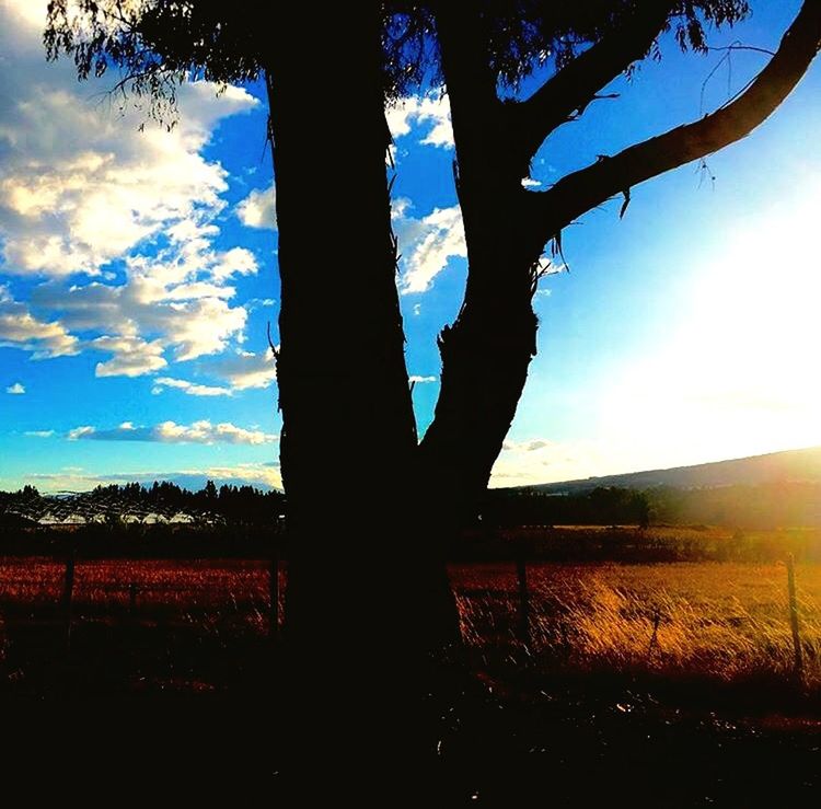 TREES ON FIELD AGAINST SKY