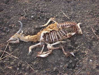 High angle view of lizard on land