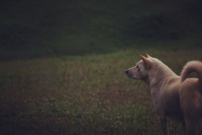 Dog on field