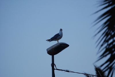 Low angle view of bird perching against clear sky