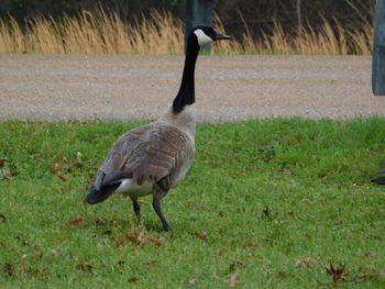 Bird on field
