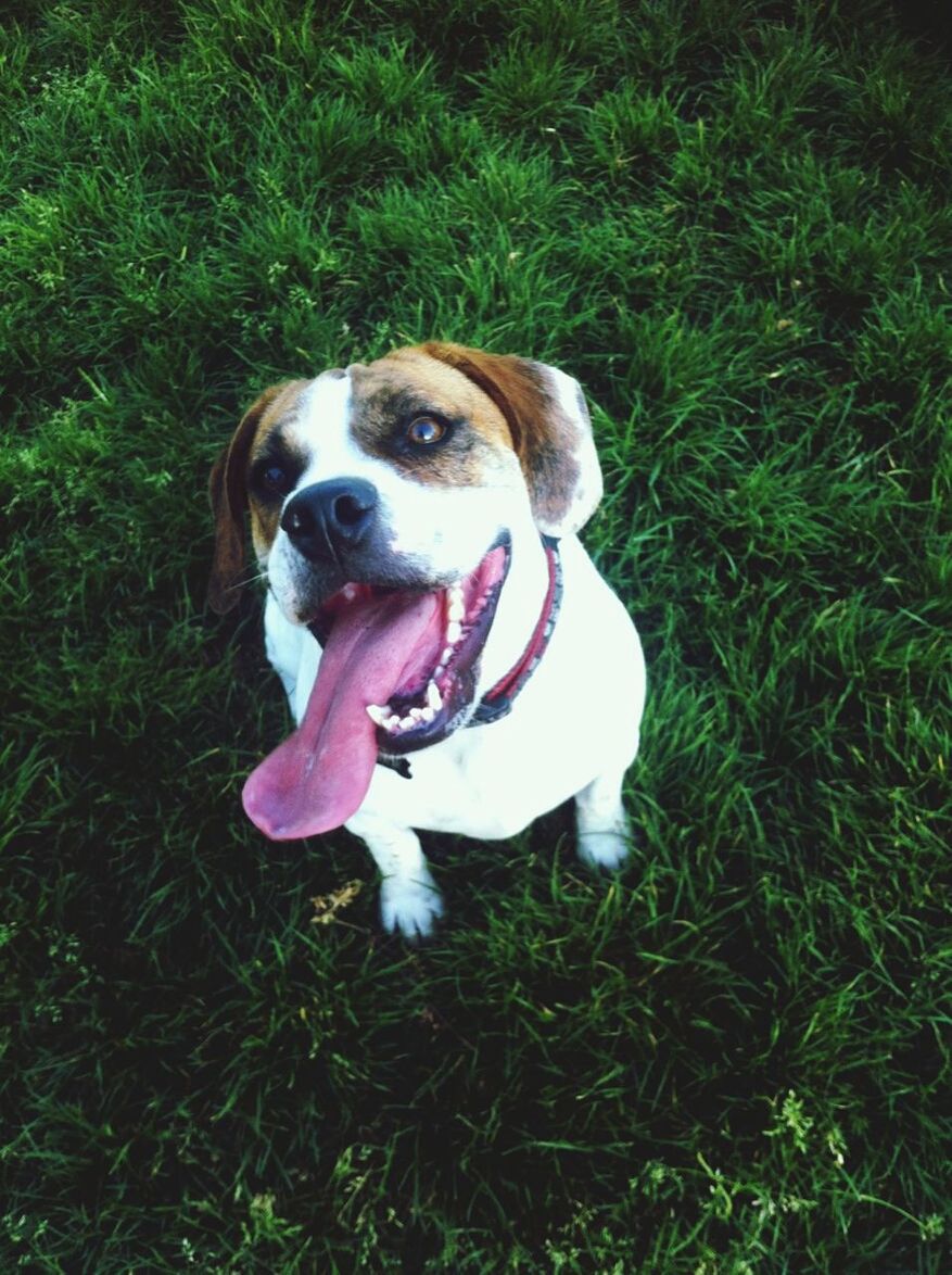 dog, pets, domestic animals, one animal, animal themes, grass, mammal, portrait, looking at camera, field, grassy, pet collar, high angle view, sticking out tongue, full length, sitting, mouth open, green color, no people, white color