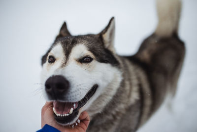 Cropped hand petting dog