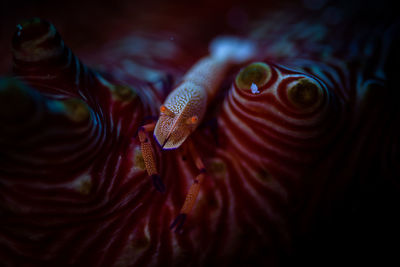 Close-up of fish swimming in sea