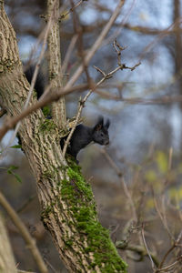 View of squirrel on tree