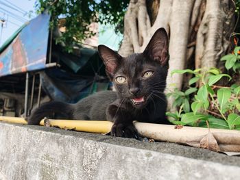 Close-up portrait of a cat