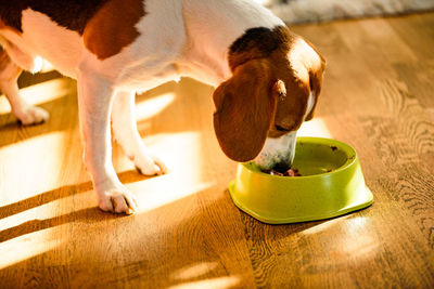 Dog beagle eating canned food from bowl in bright interior.