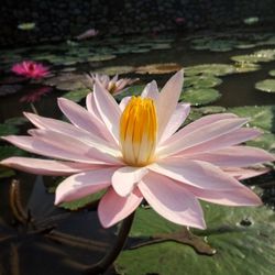 Close-up of flower blooming outdoors