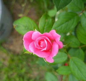 Close-up of pink flower blooming outdoors