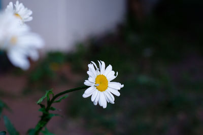 Close-up of white daisy flower