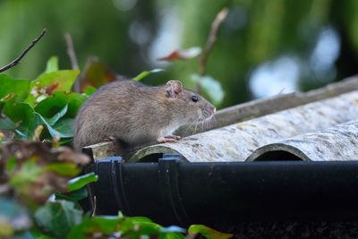 Close-up of rat on roof