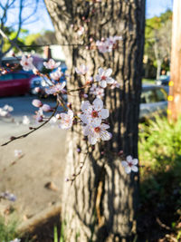 Close-up of flower tree