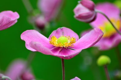 Close-up of pink flowering plant