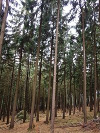 Low angle view of bamboo trees in forest